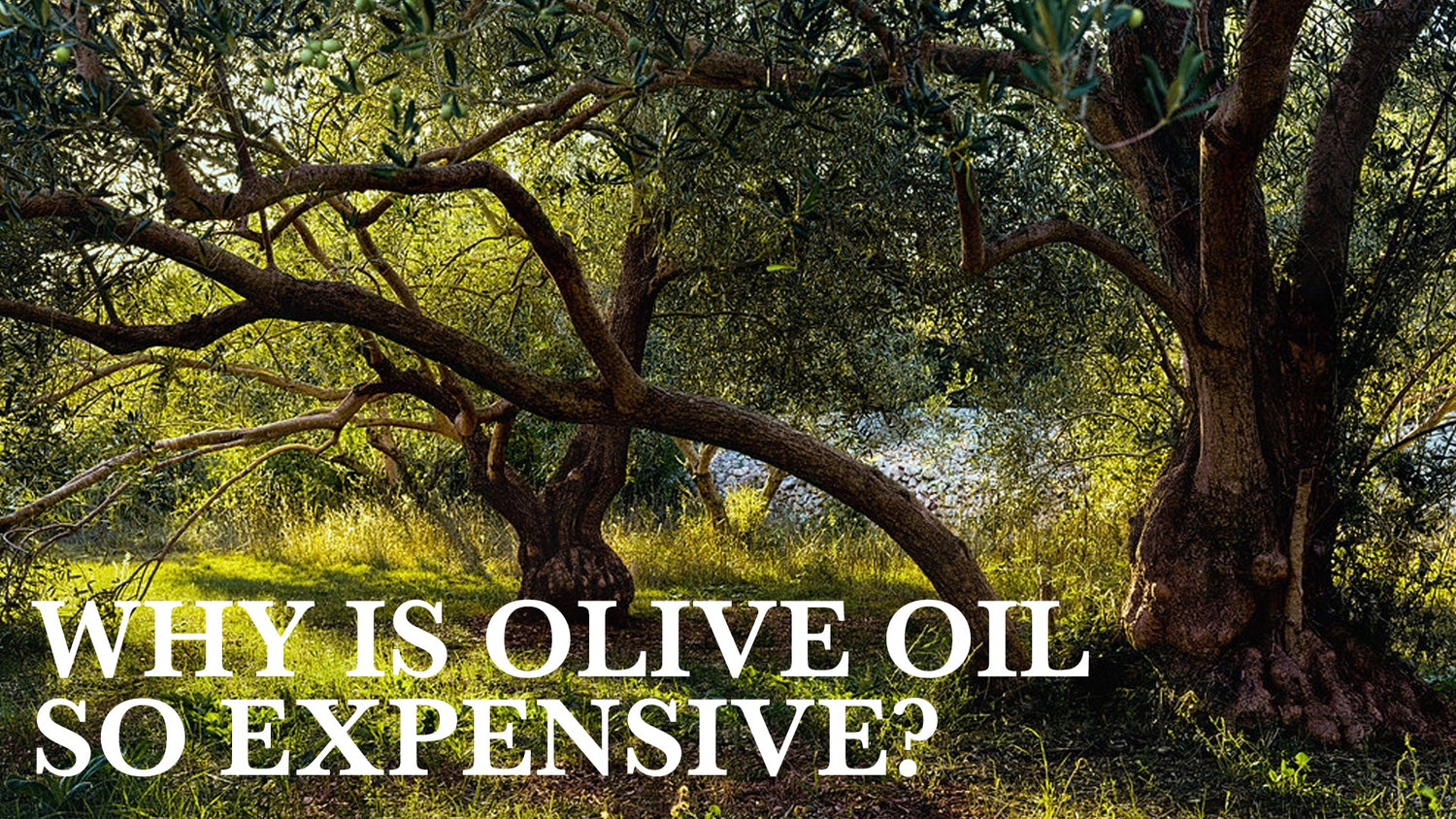 Why Is Olive Oil So Expensive?