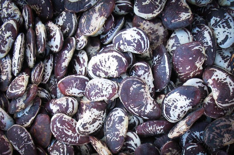 Food Rancho Gordo Christmas Lima Beans - 1 lb.