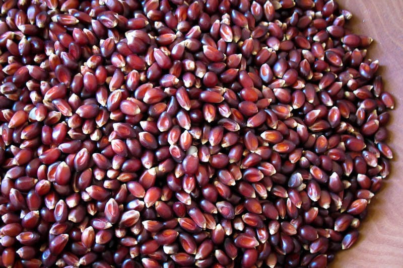 Food Rancho Gordo Crimson Popcorn - 1 lb.