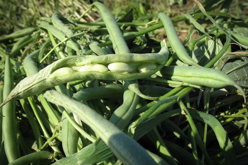 Food Rancho Gordo Flageolet Beans - 1 lb.